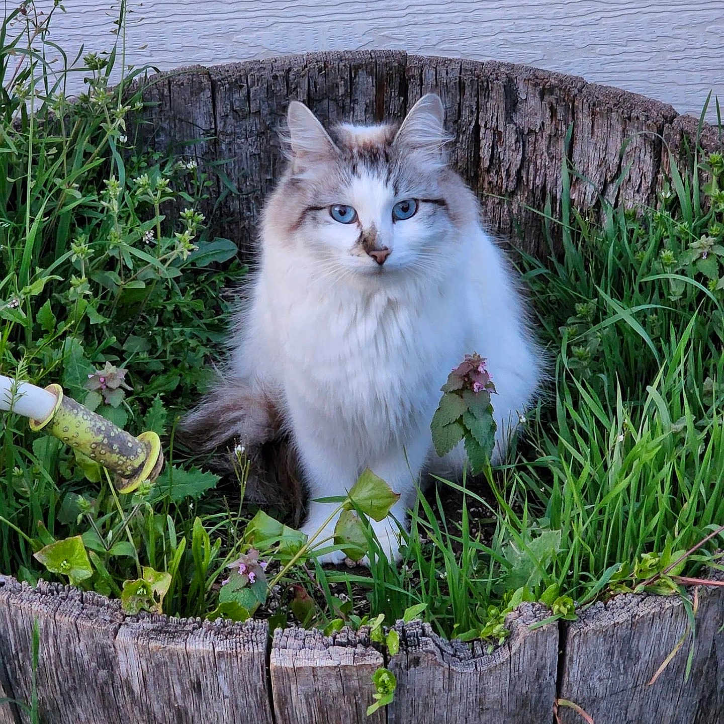 Angel joined the competition — help win amazing prizes! animal, blue_eyes, calm, cat, close_up, cute, fluffy, fur, garden, greenery, leaf, nature, outdoor, pet, plant, rustic, sitting, whiskers, wildlife, wooden_barrel