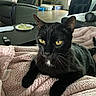 black_cat, blanket, chair, coffee_table, cozy, fur, furniture, home, indoor, living_room, pet, plant, plate, relaxed, remote_control, resting, whiskers, window, wood_floor, yellow_eyes