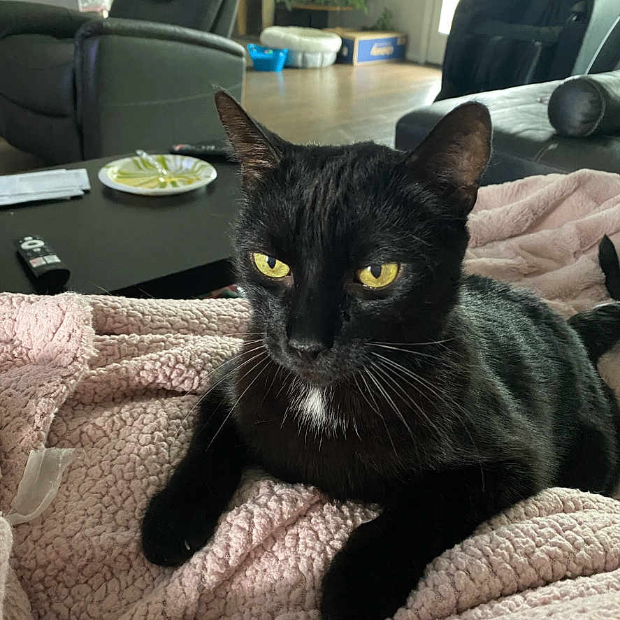 Loki