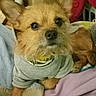 Jessi James is registered to the contest to win money with this photo: dog, small_dog, scruffy_fur, gray_hoodie, bedspread, indoor, pet, curious_look, laundry_basket, cardboard_boxes, furniture, blanket, cozy, casual_clothing, resting, animal, cute, ears_up, brown_fur, home