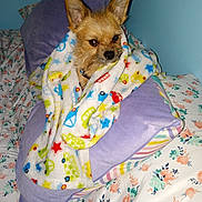 Jessi James is registered to the contest to win money with this photo: dog, blanket, bed, pillow, floral_bedspread, small_dog, wrapped, cozy, indoor, fur, ears, snout, cute, pet, resting, colorful, patterned, sleepy, domestic_animal, comfort