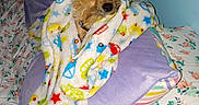 Jessi James is registered to the contest to win money with this photo: dog, blanket, pillow, bed, floral_pattern, purple, snug, indoor, pet, cozy, small_dog, fur, looking, resting, comfort, colorful, patterned, cute, domestic_animal, animal