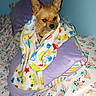 animal, bed, blanket, colorful, comfort, cozy, cute, dog, domestic_animal, floral_pattern, fur, indoor, looking, patterned, pet, pillow, purple, resting, small_dog, snug