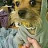 Jessi James joined the competition — help win amazing prizes! dog, puppy, hoodie, clothing, hand, bracelet, indoor, furniture, shelf, clothes, curious, brown_dog, pet, portrait, closeup, cute, small_dog, looking, casual, home
