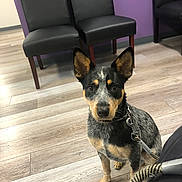 Mia is registered to the contest to win money with this photo: dog, indoor, leash, wood_floor, black_chair, purple_wall, pet, animal, canine, sitting, curious, alert, ears, fur, collar, companion, waiting, looking_at_camera, domestic, friendly