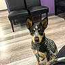 dog, indoor, leash, wood_floor, black_chair, purple_wall, pet, animal, canine, sitting, curious, alert, ears, fur, collar, companion, waiting, looking_at_camera, domestic, friendly