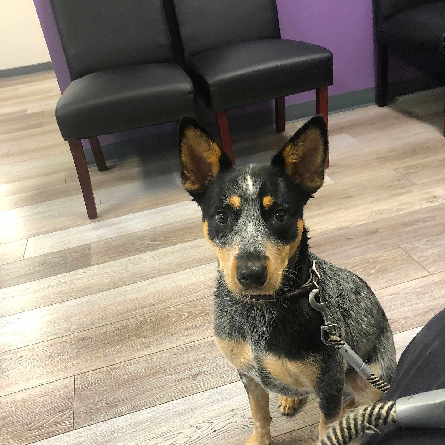 Mia is registered to the contest to win money with this photo: dog, indoor, leash, wood_floor, black_chair, purple_wall, pet, animal, canine, sitting, curious, alert, ears, fur, collar, companion, waiting, looking_at_camera, domestic, friendly