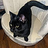 black_cat, cat, yellow_eyes, chair, plush_chair, wooden_floor, indoor, pet, animal, feline, fur, whiskers, ears, tail, looking_away, cozy, domestic, home, sitting, curious