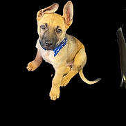 Wrench joined the competition — help win amazing prizes! animal, bandana, black_background, blue_bandana, brown_fur, companion, cute, cutout, dog, ears, isolated_subject, looking_at_camera, paw, pet, portrait, puppy, sitting, studio_edit, tail, young