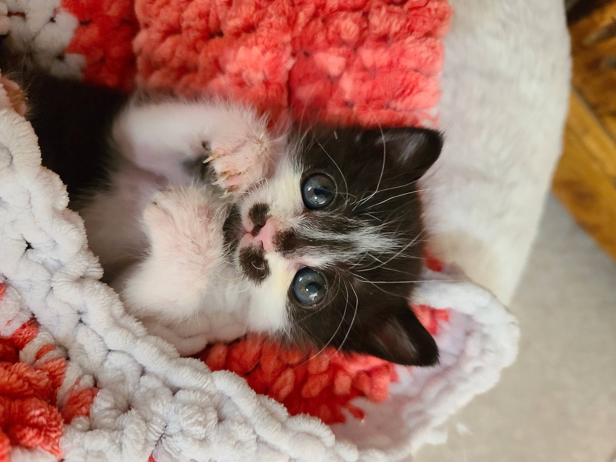 Kooky participe au concours pour gagner de l'argent avec cette photo : carnivore, cat, cat_bed, cat_supply, cat_toy, claw, comfort, creative_arts, domestic_short_haired_cat, fawn, felidae, fur, pattern, paw, small_to_medium_sized_cats, snout, tail, textile, whiskers, wool