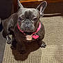 french_bulldog, dog, pet, indoor, carpet, collar, pink_collar, heart_tag, brown_coat, small_dog, animal, sitting, looking_up, ears_up, close_up, floor, wooden_furniture, shadow, cute, companion