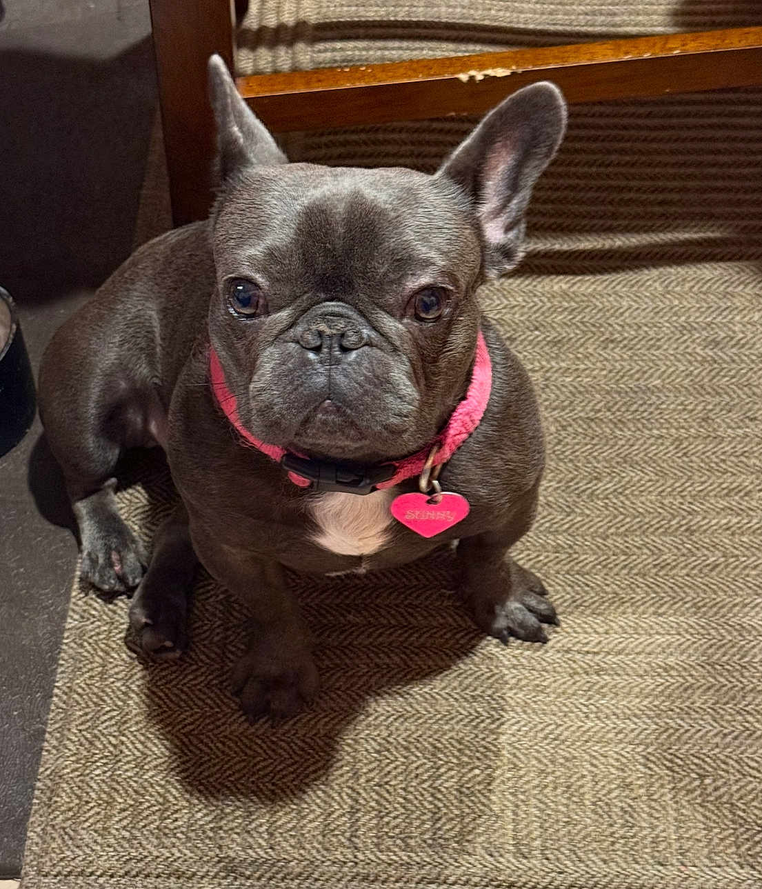 Sunny is registered to the contest to win money with this photo: french_bulldog, dog, pet, indoor, carpet, collar, pink_collar, heart_tag, brown_coat, small_dog, animal, sitting, looking_up, ears_up, close_up, floor, wooden_furniture, shadow, cute, companion
