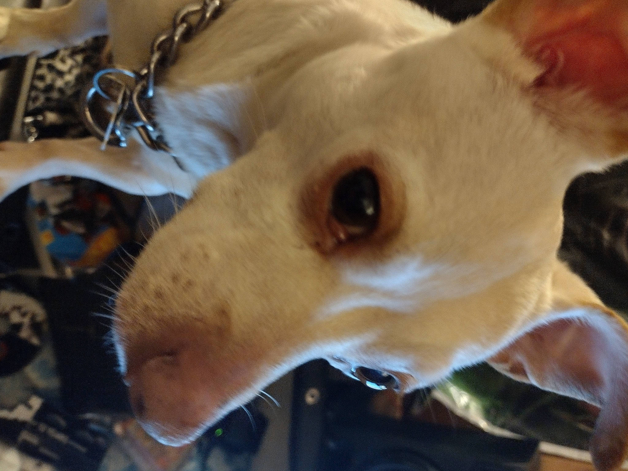 Chico Votos joined the competition — help win amazing prizes! carnivore, close_up, collar, companion_dog, dog, dog_breed, ear, eye, eyelash, fawn, felidae, jaw, mammal, photograph, snapshot, snout, terrestrial_animal, vertebrate, whiskers, working_animal