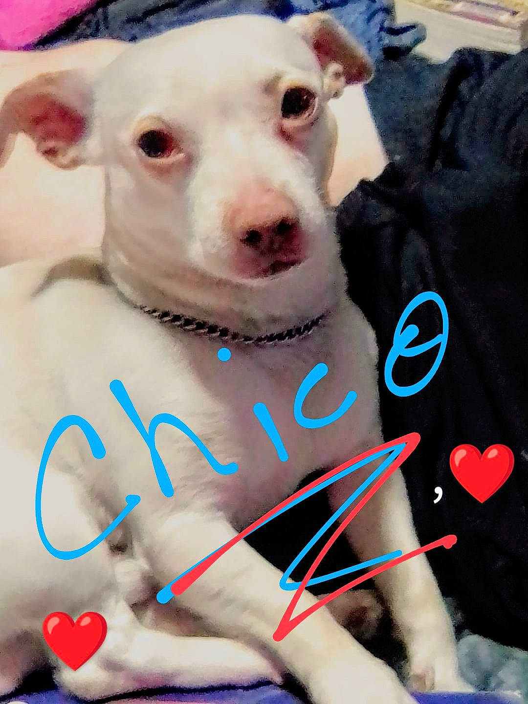 Chico Votos joined the competition — help win amazing prizes! blue, canidae, carnivore, chest, collar, companion_dog, dog, dog_breed, dog_collar, dog_supply, dogo_argentino, fawn, flesh, jaw, leash, snout, sporting_group, thigh, whiskers, working_animal