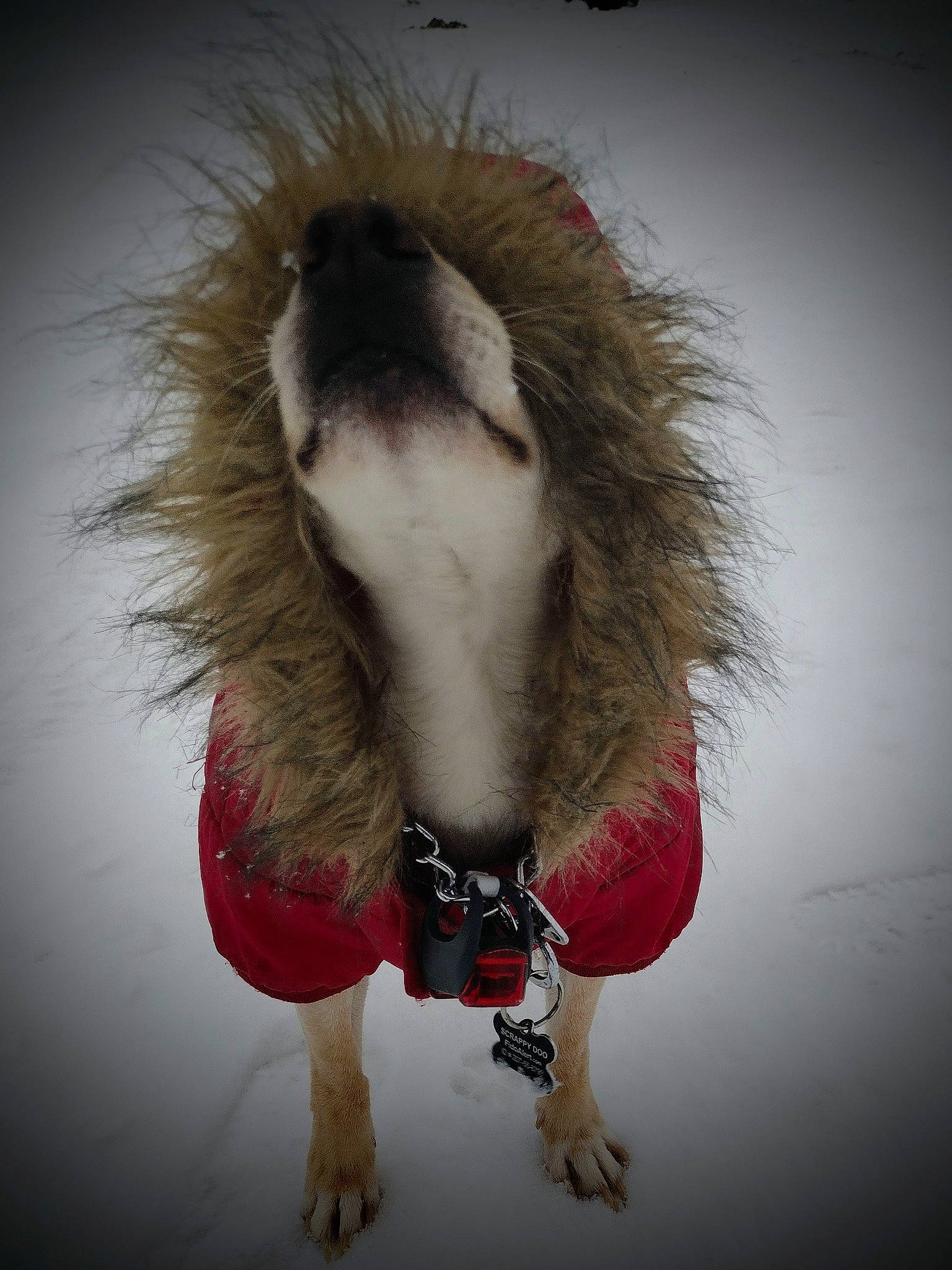 Scrappy Doo joined the competition — help win amazing prizes! _geese_and_swans, canidae, carnivore, companion_dog, dog_breed, ducks, fang, felidae, fur, lion, liver, livestock, mane, paw, snout, sporting_group, tail, whiskers, wildlife, wing