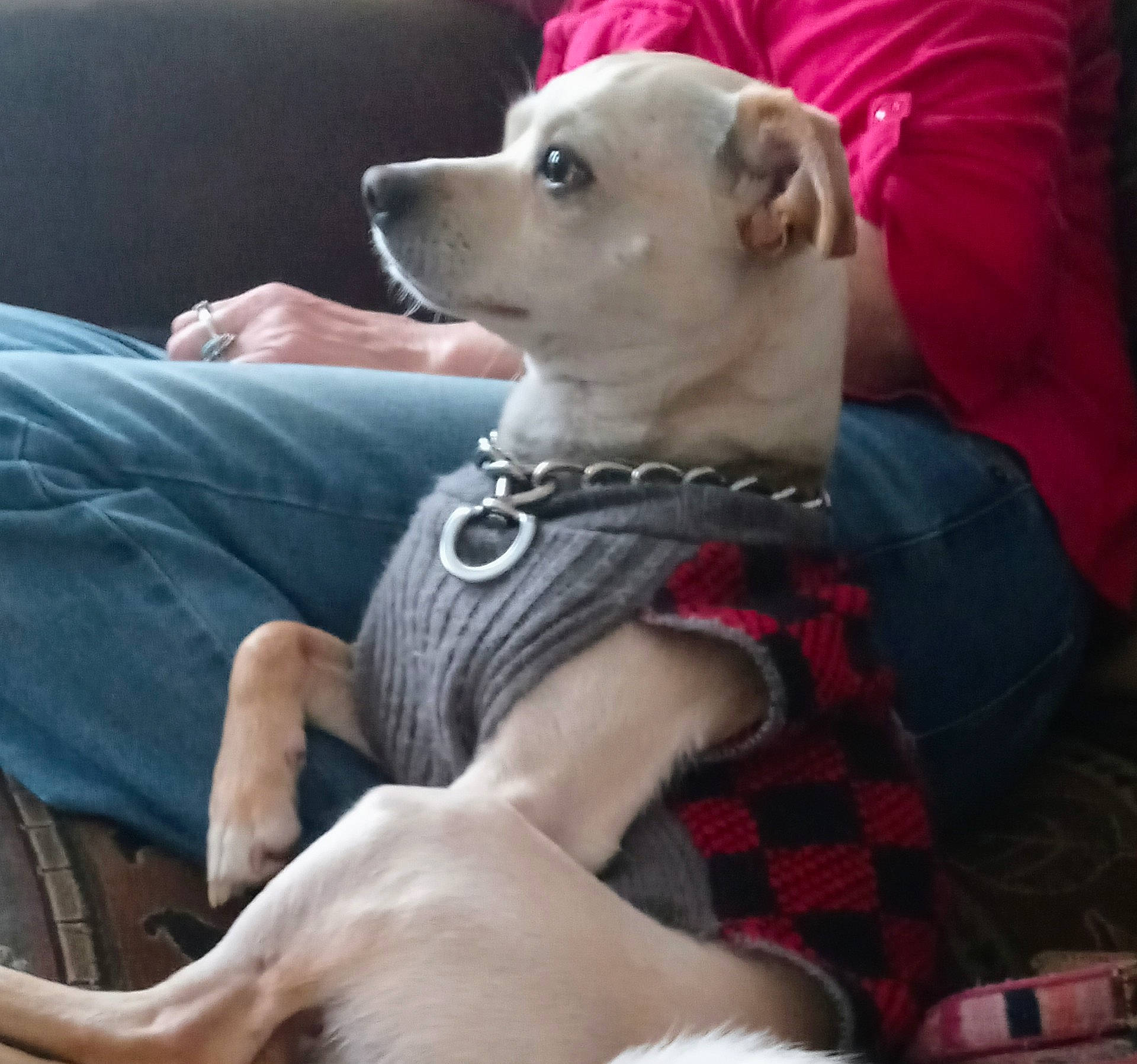 Scrappy Doo is registered to the contest to win money with this photo: canidae, carnivore, collar, comfort, companion_dog, couch, dog, dog_breed, dog_collar, dog_supply, fawn, pattern, pet_supply, plaid, sitting, snout, sporting_group, tartan, toy_dog, working_animal