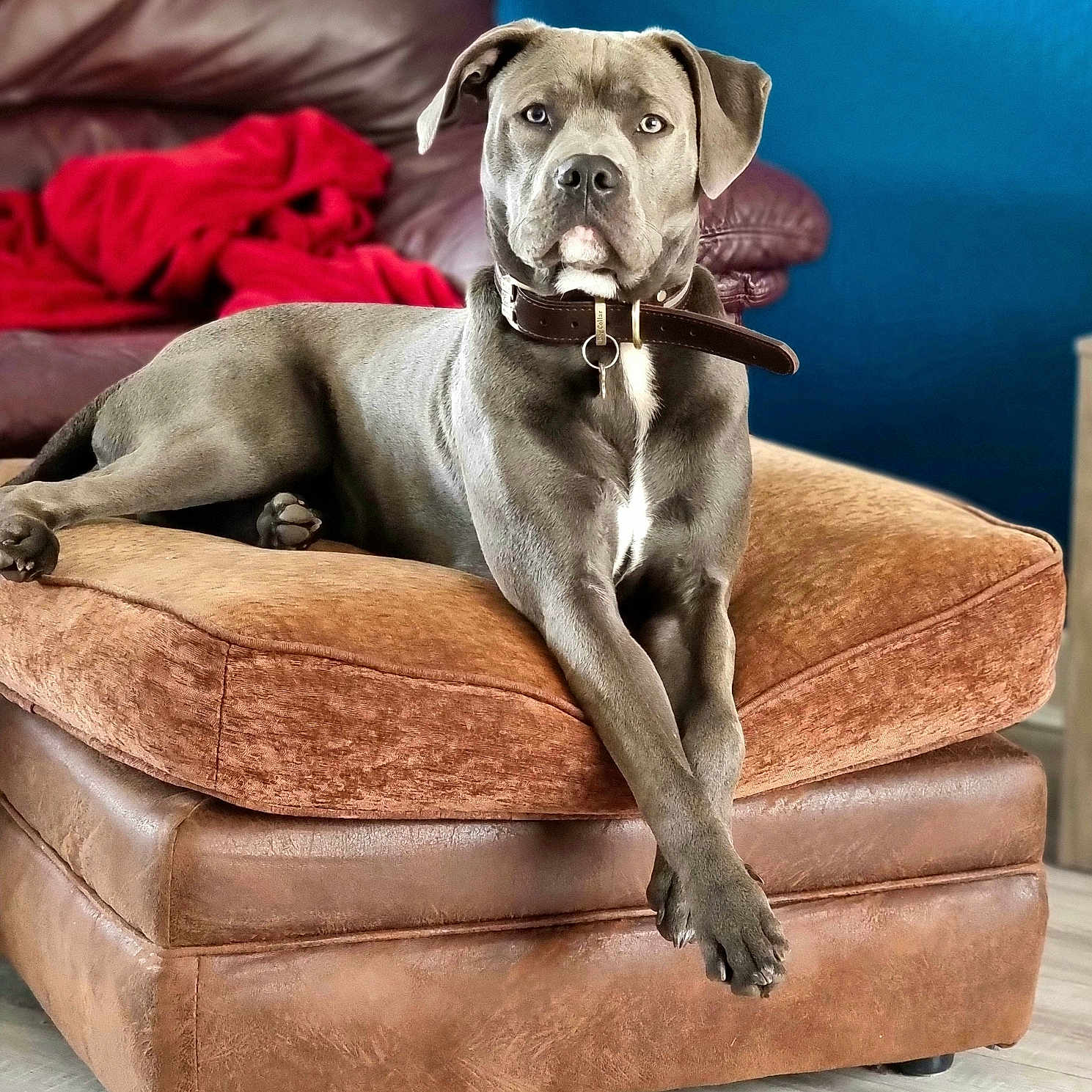 Blu joined the competition — help win amazing prizes! animal, canine, dog, dogbed, furniture, pet, puppy