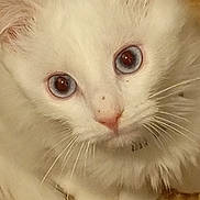 Maxou a rejoint le concours — aidez-le/la à gagner de superbes lots ! animal, blue_eyes, cat, close_up, curious, cute, ears, face, fur, indoor, kitten, looking_up, nose, pet, small, soft, tail, whiskers, white_fur, young