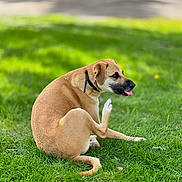 Diesel is registered to the contest to win money with this photo: accessories, animal, canine, clothing, dog, field, footwear, grass, grassland, hound, labradorretriever, lawn, leash, nature, outdoors, pet, plant, puppy, shoe, strap