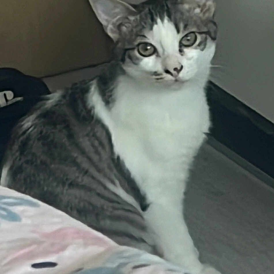 Kira a rejoint le concours — aidez-le/la à gagner de superbes lots ! animal, bed, blanket, cat, curious, cute, domestic, ears, eyes, feline, floor, fur_pattern, indoor, looking, pet, sitting, tabby, whiskers, white_fur, young_cat