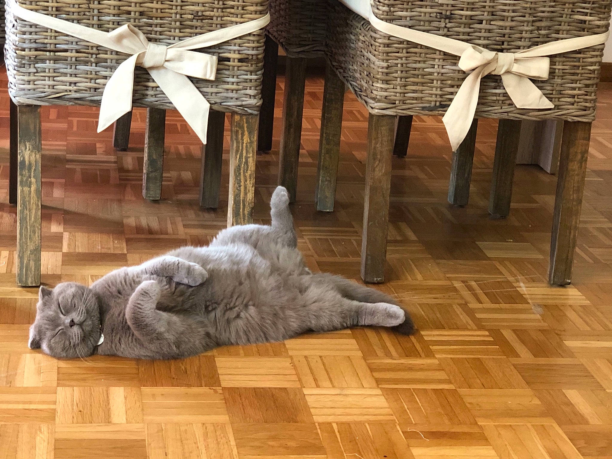 Forest participe au concours pour gagner de l'argent avec cette photo : art, cat, floor, flooring, hardwood, laminate_flooring, room, wood, wood_flooring