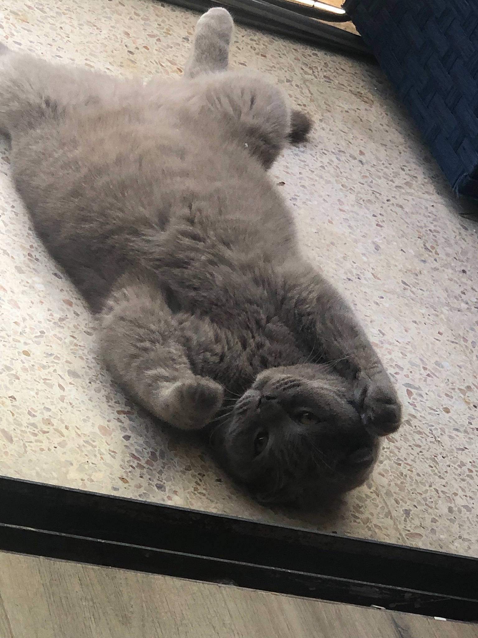 Forest a rejoint le concours — aidez-le/la à gagner de superbes lots ! british_shorthair, carnivore, cat, chartreux, domestic_short_haired_cat, fawn, felidae, korat, nap, nebelung, russian_blue, scottish_fold, sleep, small_to_medium_sized_cats, snout, whiskers