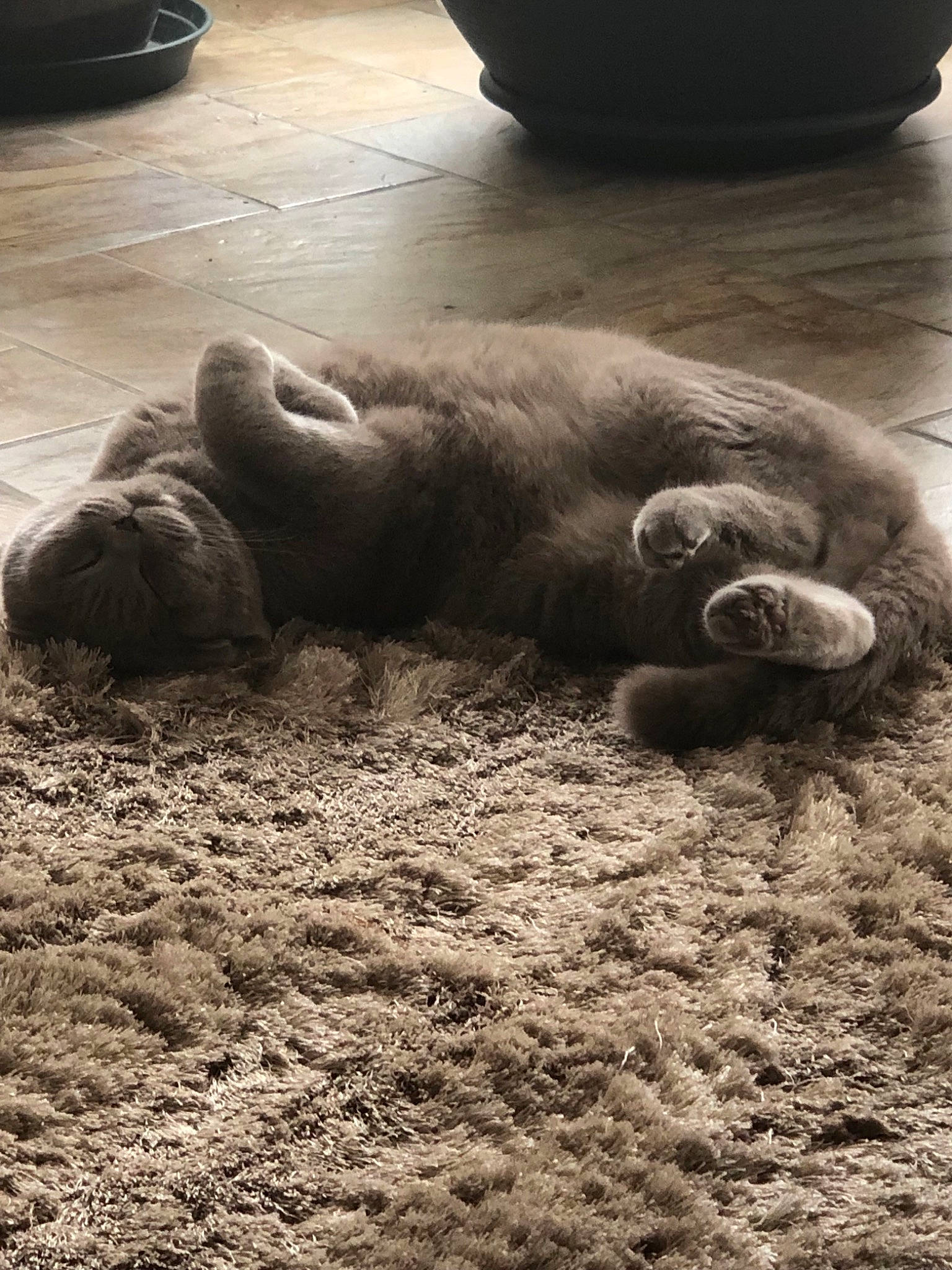 Forest a rejoint le concours — aidez-le/la à gagner de superbes lots ! canidae, cloud, fur, nap, paw, puppy, sand, sleep, snout, soil, wildlife, zoo