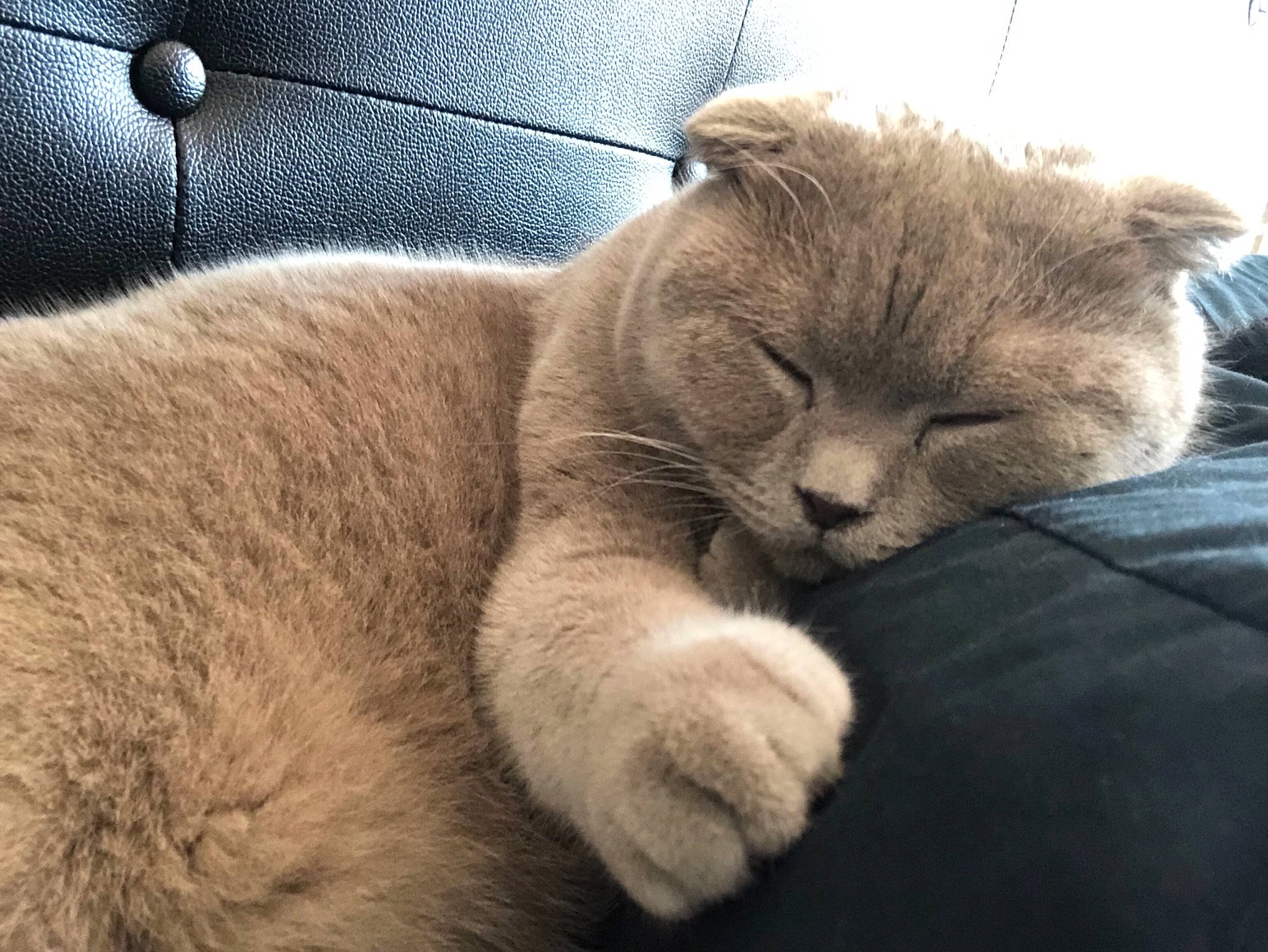 Forest a rejoint le concours — aidez-le/la à gagner de superbes lots ! british_shorthair, carnivore, cat, chartreux, domestic_short_haired_cat, ear, fawn, felidae, fur, kitten, mammal, nap, nebelung, nose, scottish_fold, sleep, small_to_medium_sized_cats, snout, whiskers