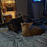 cat, cats, indoor, bedroom, bed, blanket, gray_cat, orange_cat, tabby, sitting, lying_down, pet, animal, whiskers, ears, tail, television, home, cozy, low_light