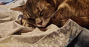 Mommas joined the competition — help win amazing prizes! cat, cats, tabby, sleeping, napping, cuddling, pet, feline, whiskers, fur, closed_eyes, peaceful, cozy, blanket, bed, indoor, close_up, animal, relaxing, cute