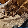cat, cats, tabby, sleeping, napping, cuddling, pet, feline, whiskers, fur, closed_eyes, peaceful, cozy, blanket, bed, indoor, close_up, animal, relaxing, cute
