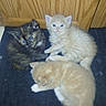 Zeus is registered to the contest to win money with this photo: cat, kitten, three_cats, tortoiseshell_cat, orange_cat, cream_cat, blue_eyes, fluffy, fur, adorable, sleeping, sitting, lying_down, pet, animal, indoor, carpet, wooden_door, group, cute