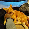 cat, orange_cat, ginger_cat, feline, pet, animal, whiskers, ears, eyes, fur, lying_down, lounging, indoors, bed, blanket, pillow, human_leg, cozy, portrait, relaxed