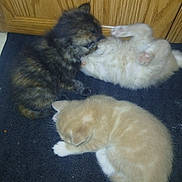 Zeus joined the competition — help win amazing prizes! kittens, cats, three_cats, fluffy, sleeping, playing, wrestling, ginger_cat, cream_cat, tortoiseshell_cat, dark_cat, pet, animals, fur, carpet, wood_paneling, indoors, cute, relaxed, littermates