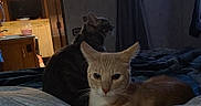 Zeus is registered to the contest to win money with this photo: cat, cats, kitten, orange_cat, tabby_cat, feline, pet, animal, bed, bedroom, blanket, duvet, indoors, television, home, sitting, lying_down, portrait, cute, domestic_animal