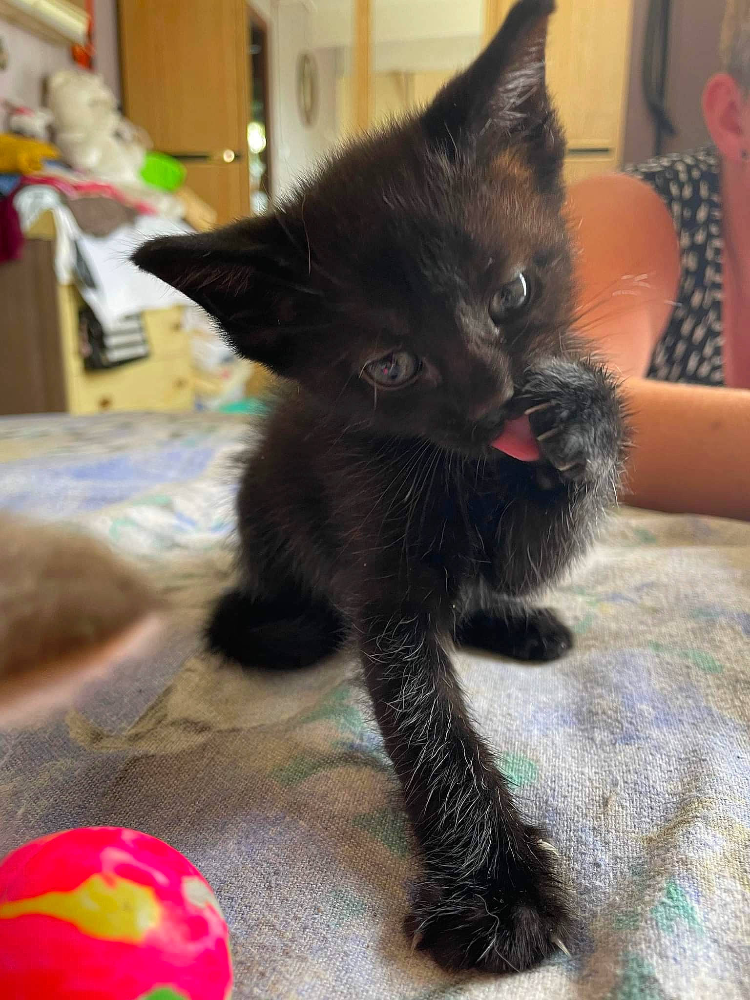 Blacky participe au concours pour gagner de l'argent avec cette photo : ball, black_cat, bombay, carnivore, cat, cat_supply, claw, comfort, dog_toy, domestic_short_haired_cat, event, felidae, foot, fur, human_leg, paw, small_to_medium_sized_cats, snout, tail, whiskers