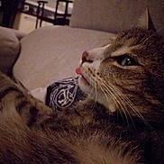 Koda a rejoint le concours — aidez-le/la à gagner de superbes lots ! cat, tabby, pet, animal, feline, closeup, indoor, couch, relaxing, tongue, blep, whiskers, fur, cozy, home, resting, side_view, cute, domestic, comfort