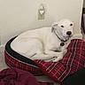 Vader is registered to the contest to win money with this photo: dog, white_dog, pet, canine, lying_down, sleepy, indoors, dog_bed, plaid, red, blanket, collar, pet_tag, wall, electrical_outlet, floor, home, resting, portrait, cozy