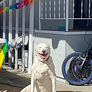 Vader joined the competition — help win amazing prizes! dog, white_dog, sitting, smiling, happy, outdoor, sunlight, backyard, patio, bicycle, rainbow, decoration, fence, house, porch, shadow, animal, pet, portrait, funny