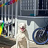 dog, white_dog, sitting, smiling, happy, outdoor, sunlight, backyard, patio, bicycle, rainbow, decoration, fence, house, porch, shadow, animal, pet, portrait, funny