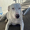 Vader joined the competition — help win amazing prizes! dog, white_dog, pet, canine, animal, portrait, outdoor, patio, sunlight, squinting, lying_down, front_view, floppy_ears, black_nose, white_fur, backyard, house, siding, ramp, shadows