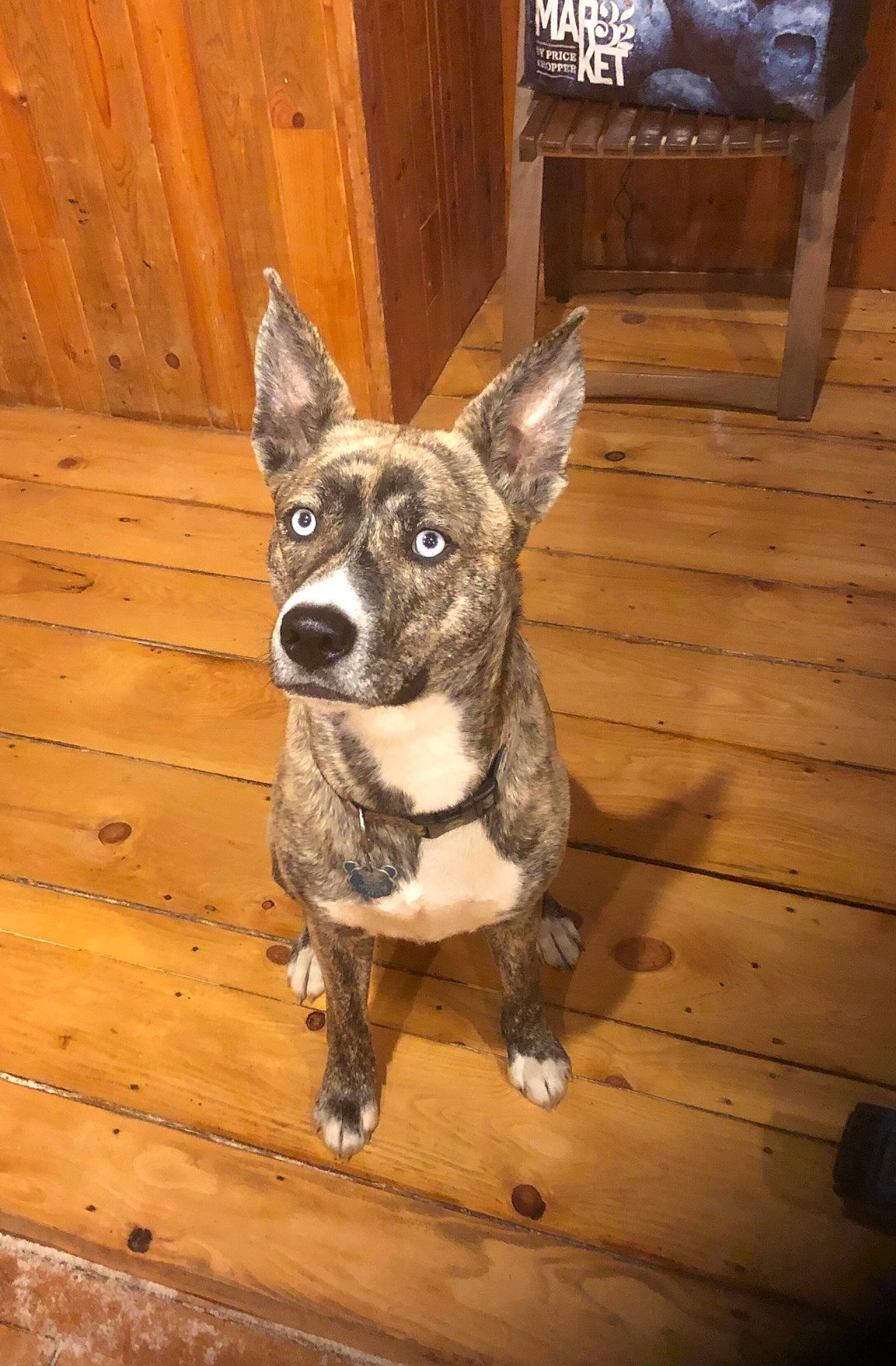 Mavi joined the competition — help win amazing prizes! canidae, carnivore, collar, companion_dog, dog, dog_breed, dog_collar, eye, fawn, fur, hardwood, plank, puppy, sporting_group, tail, toy_dog, whiskers, wood, wood_stain, working_animal