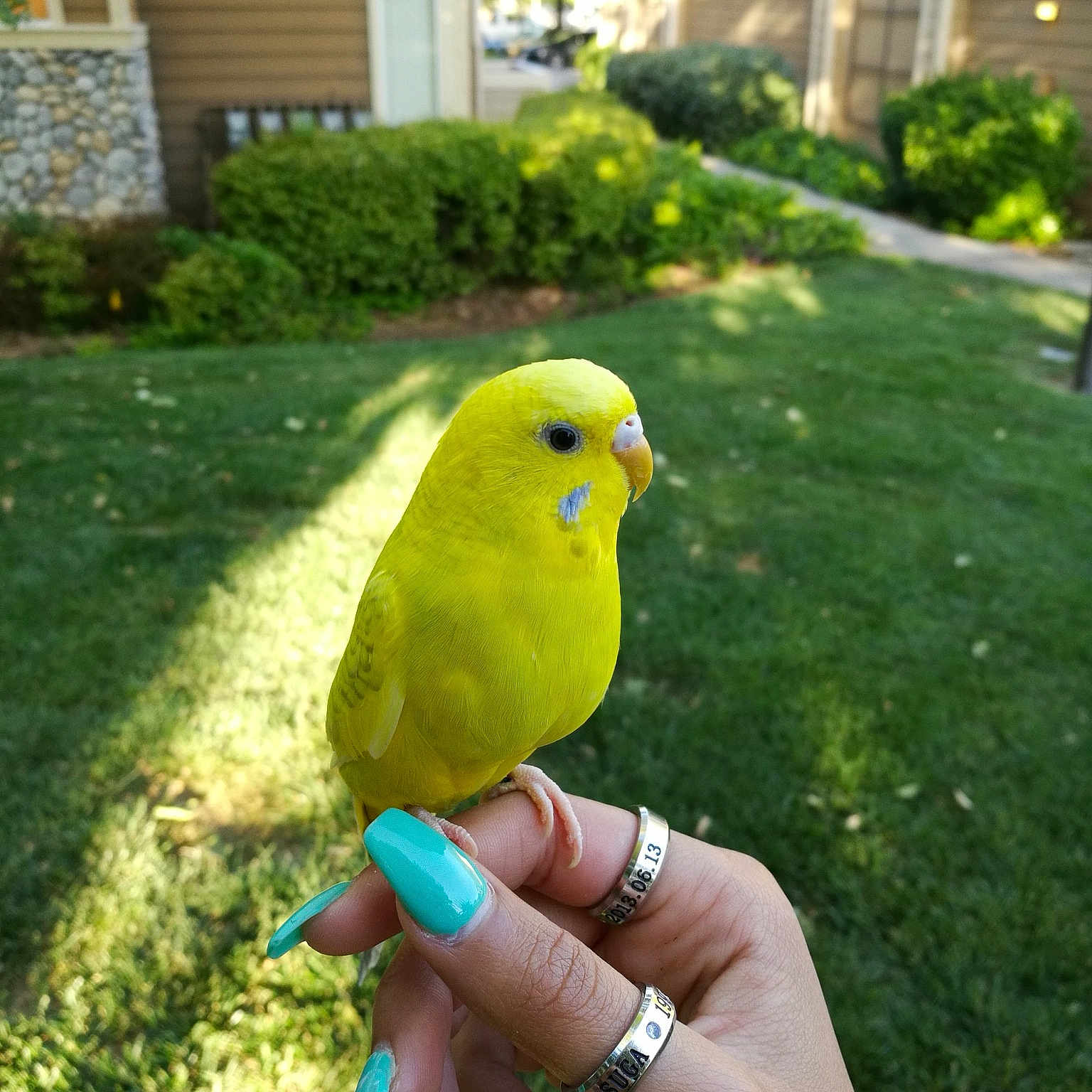 Horus joined the competition — help win amazing prizes! beak, bird, common_pet_parakeet, fauna, grass, lovebird, parakeet, parrot, perico, yellow