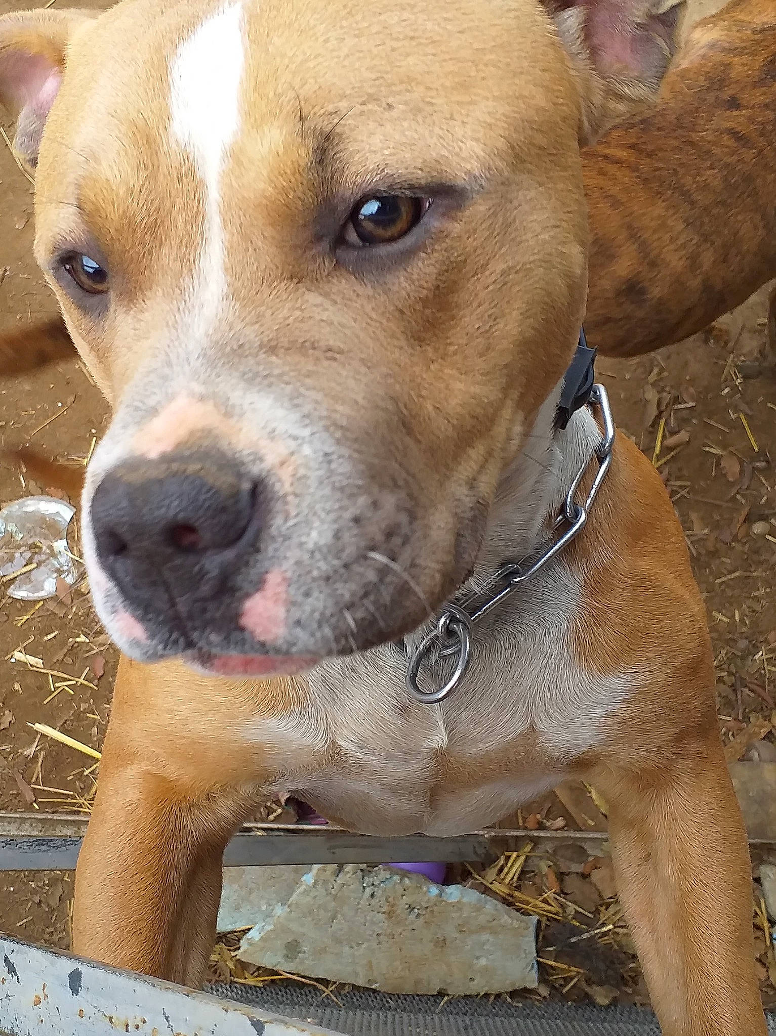 Preston participe au concours pour gagner de l'argent avec cette photo : american_pit_bull_terrier, american_staffordshire_terrier, bulldog, canidae, carnivore, catahoula_bulldog, dog, dog_breed, fawn, mammal, non_sporting_group, perro_de_presa_mallorquin, pit_bull, rare_breed_dog, snout, sporting_group, staffordshire_bull_terrier, terrier, vertebrate