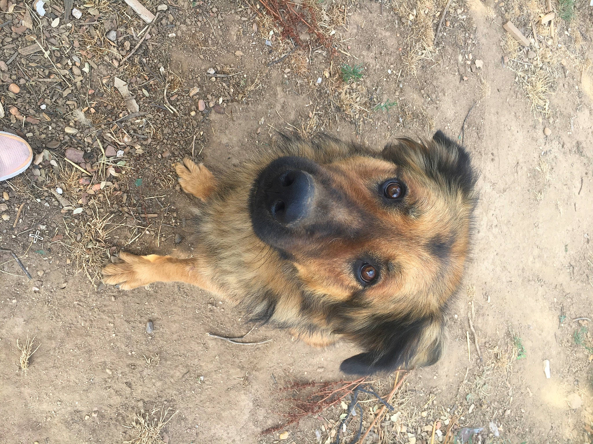 Obélix a rejoint le concours — aidez-le/la à gagner de superbes lots ! border_terrier, canidae, carnivore, dog, dog_breed, german_shepherd_dog, mammal, norwich_terrier, puppy, street_dog, terrier