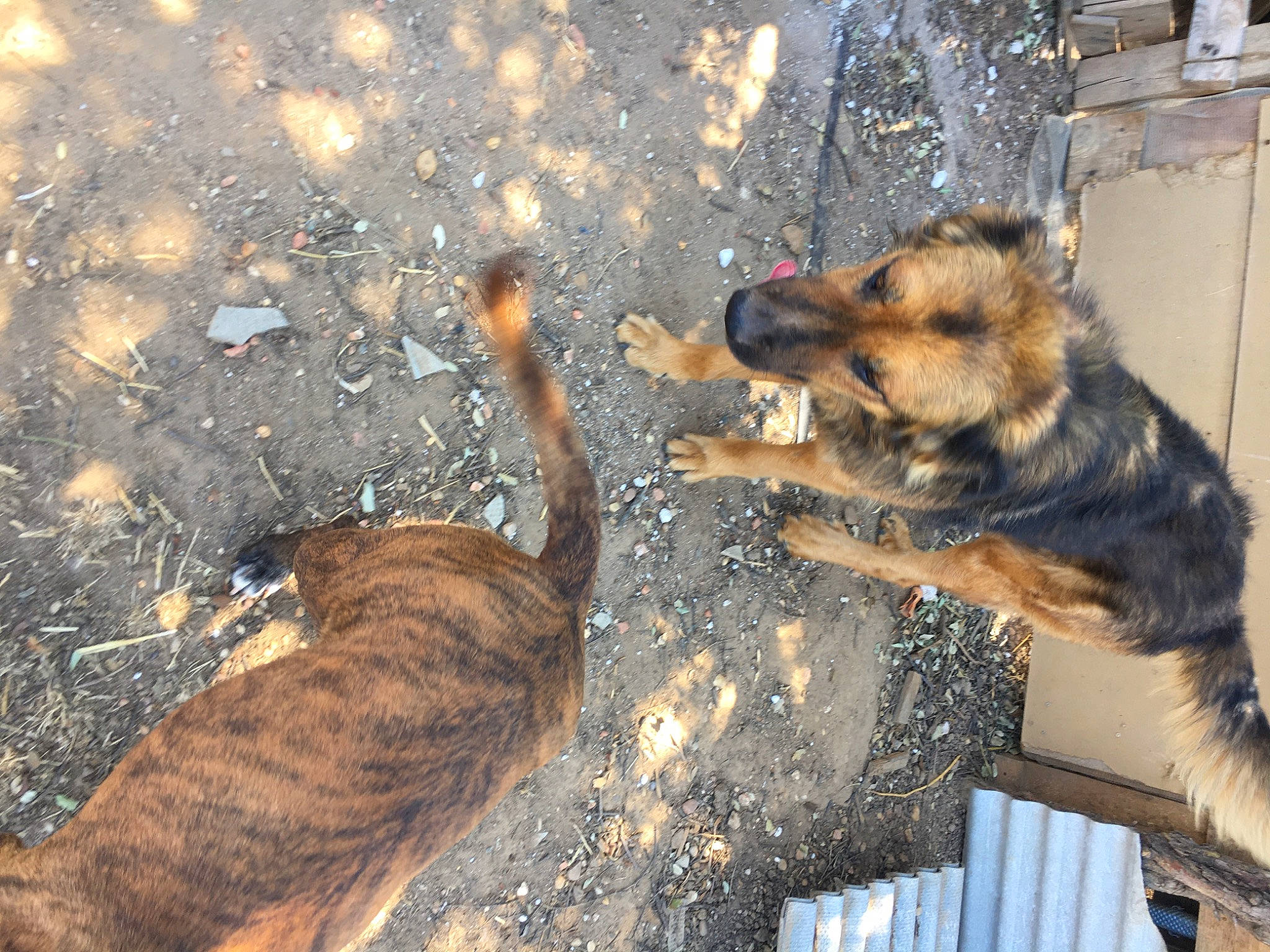 Obélix participe au concours pour gagner de l'argent avec cette photo : canidae, carnivore, dog, dog_breed, german_shepherd_dog, king_shepherd, old_german_shepherd_dog, police_dog, puppy, snout, street_dog, working_dog