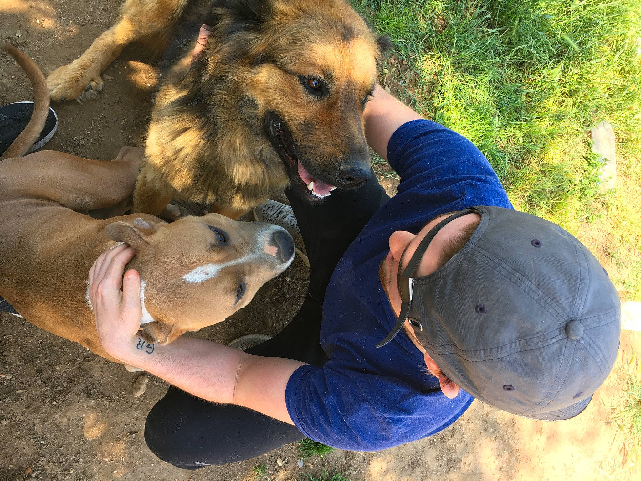 Obélix a rejoint le concours — aidez-le/la à gagner de superbes lots ! canidae, carnivore, dog, dog_breed, fawn, german_shepherd_dog