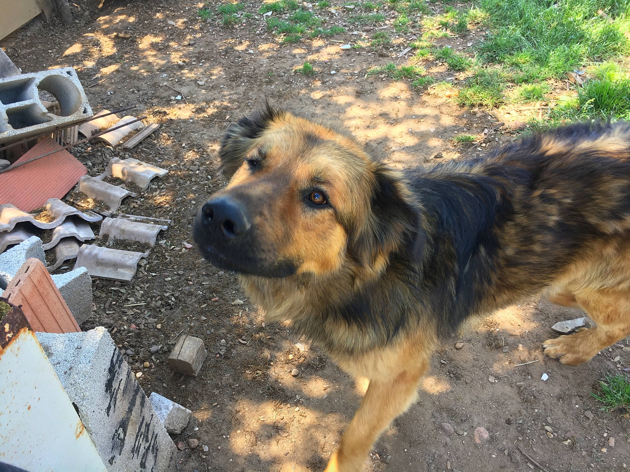 Obélix participe au concours pour gagner de l'argent avec cette photo : canidae, carnivore, dog, dog_breed, mammal, sporting_group, street_dog, vertebrate, working_dog