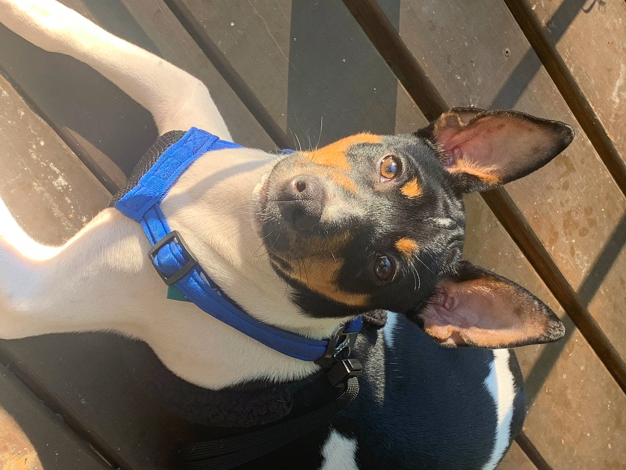 Jimmy joined the competition — help win amazing prizes! canidae, carnivore, collar, companion_dog, dog, dog_breed, dog_collar, ear, electric_blue, fawn, fur, guard_dog, hood, jaw, snout, sporting_group, vehicle_door, whiskers, window, working_animal