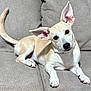 Layla is registered to the contest to win money with this photo: dog, pet, canine, lounge, couch, indoor, light_tan, white, ears, head_tilt, curious, paw, fur, animal, companion, domestic, cute, relaxed, friendly, mammal